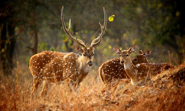 Askot Musk Deer Sanctuary Pithoragarh