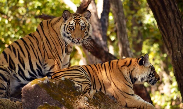 Nagarjunsagar srisailam tiger reserve
