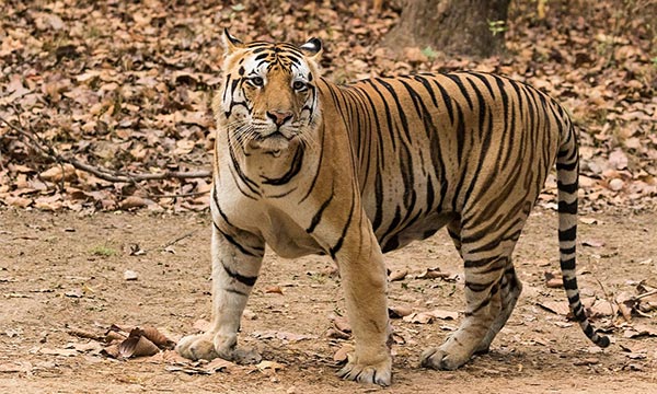 Pakhui tiger reserve
