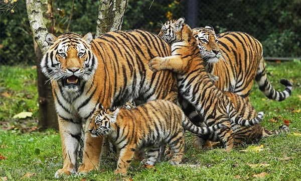Palamau tiger reserve