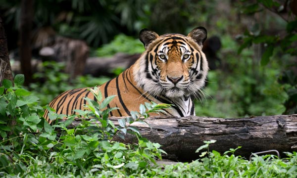 SundarbansWildlife Sanctuary West Bengal