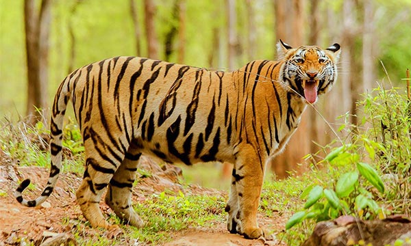 Tadoba Andhari Tiger Reserve Maharashtra